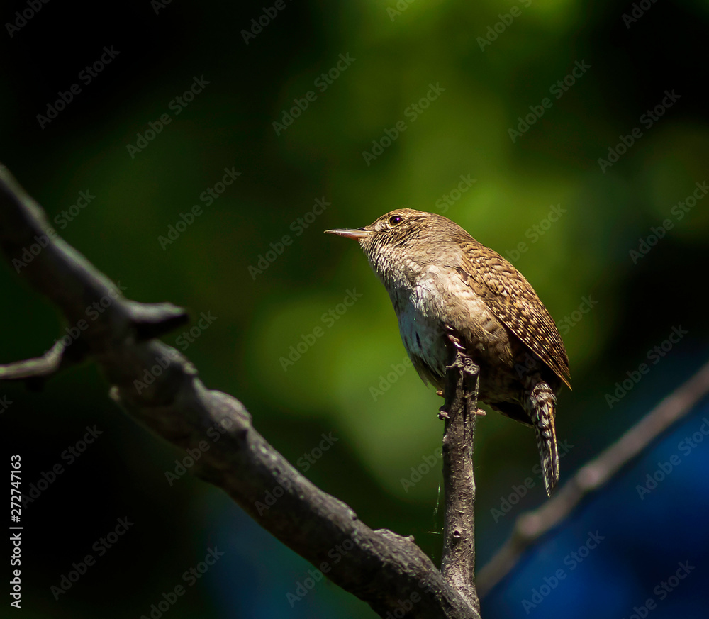 House Wren Perched In A Tree Looking Left House Wren Perched In A Tree Looking Left