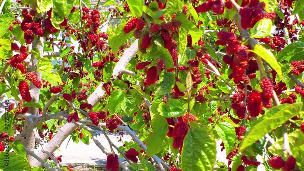 A close up view of Mulberry Boysenberry Tayberry tree branch. Photo
