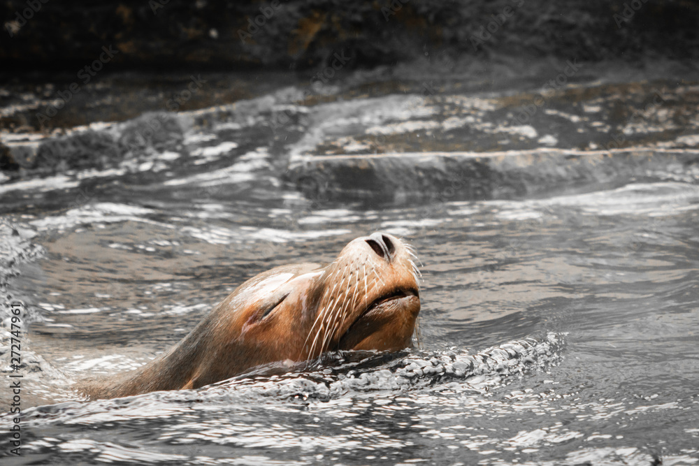 Naklejka premium beautiful californian sea lion swimming