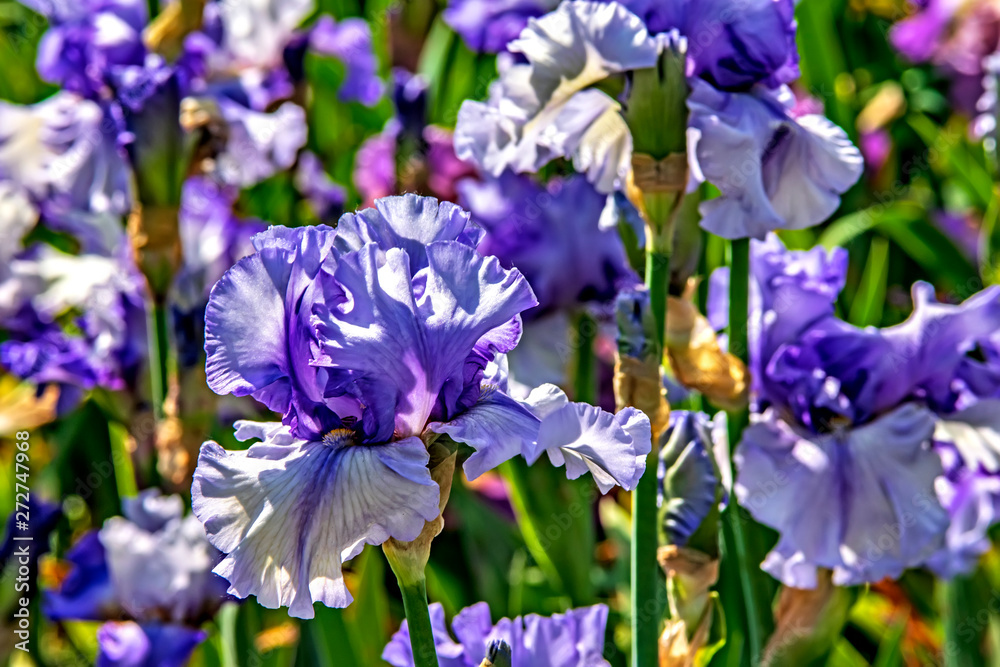 blue flowers of iris in the garden