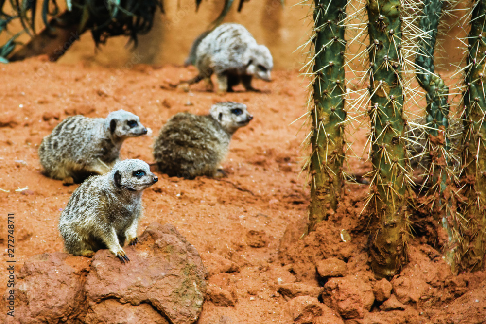 Fototapeta premium suricate, Group of Meerkat in desert national park