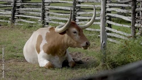 a burnt orange texas longhorn animal photo