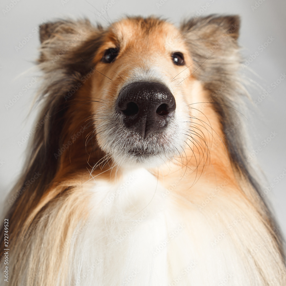 Fototapeta premium Dog english yellow on grey background