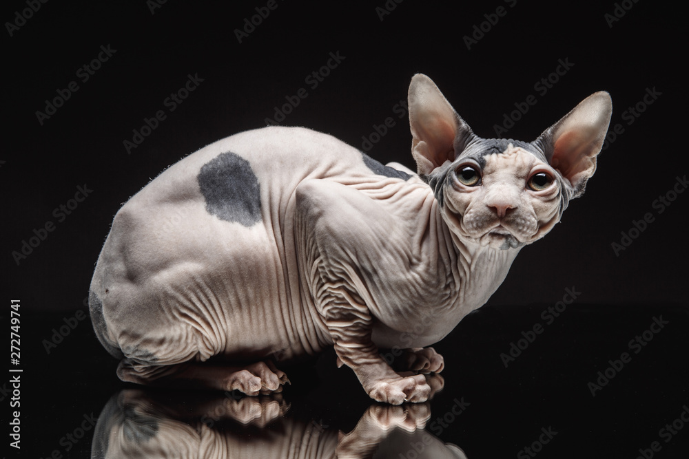 Portrait of a Sphinx cat on a dark background with dramatic light