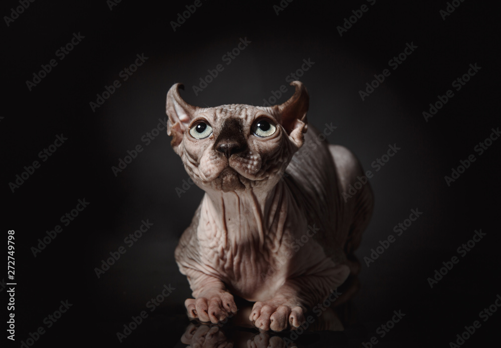 Portrait of a Sphinx cat on a dark background with dramatic light