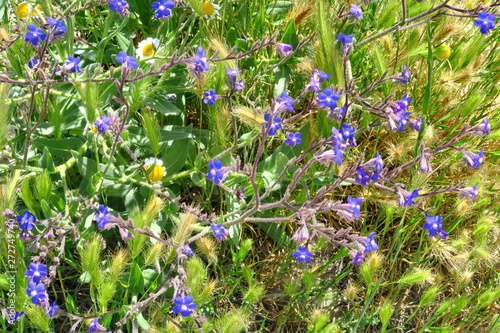 fleurs bleues des champs