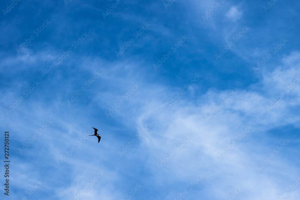 flying in teh Blue Sky flying in teh Blue Sky