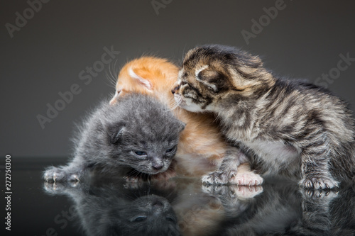 Fluffy little kittens studio shooting © kuznechik42