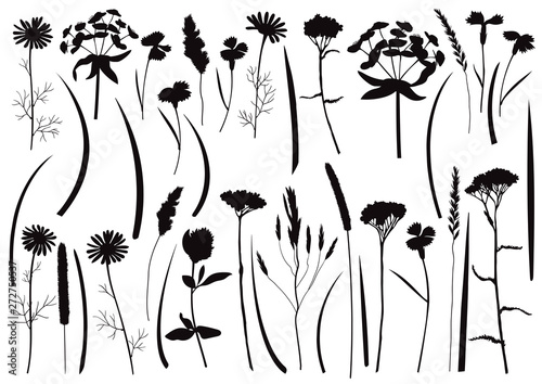 Herb and field flowers vector silhouette set