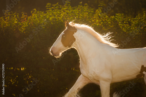 Young beautiful drum horse drumhorse stallion with blue eye white and red orange portrait playing gallopping  freely in the green field  background and sunny day pasture enjoy freedom