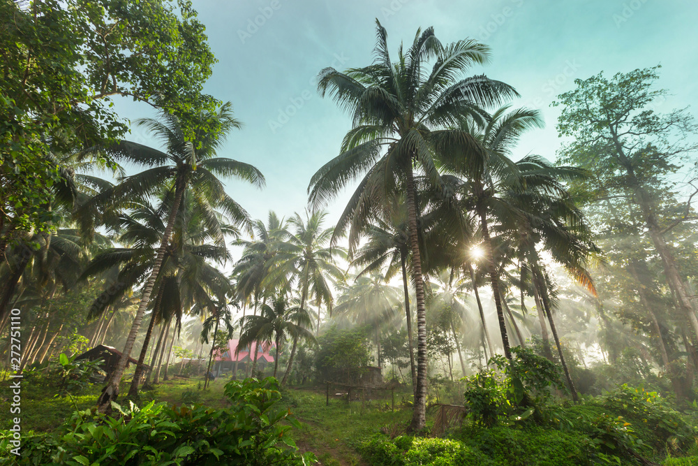 Obraz premium Palm