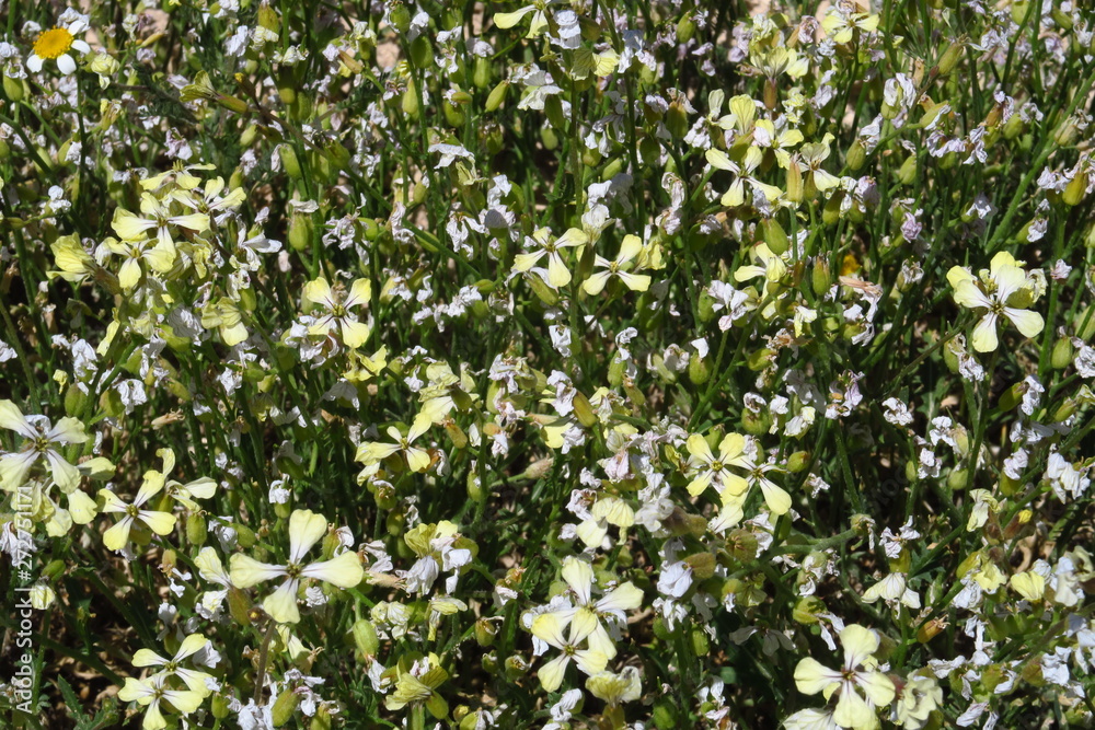 Fleurs de camomille sauvage dans un champ