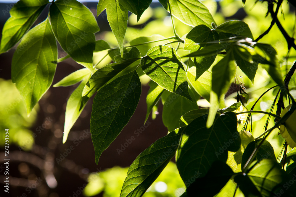 green foliage green foliage