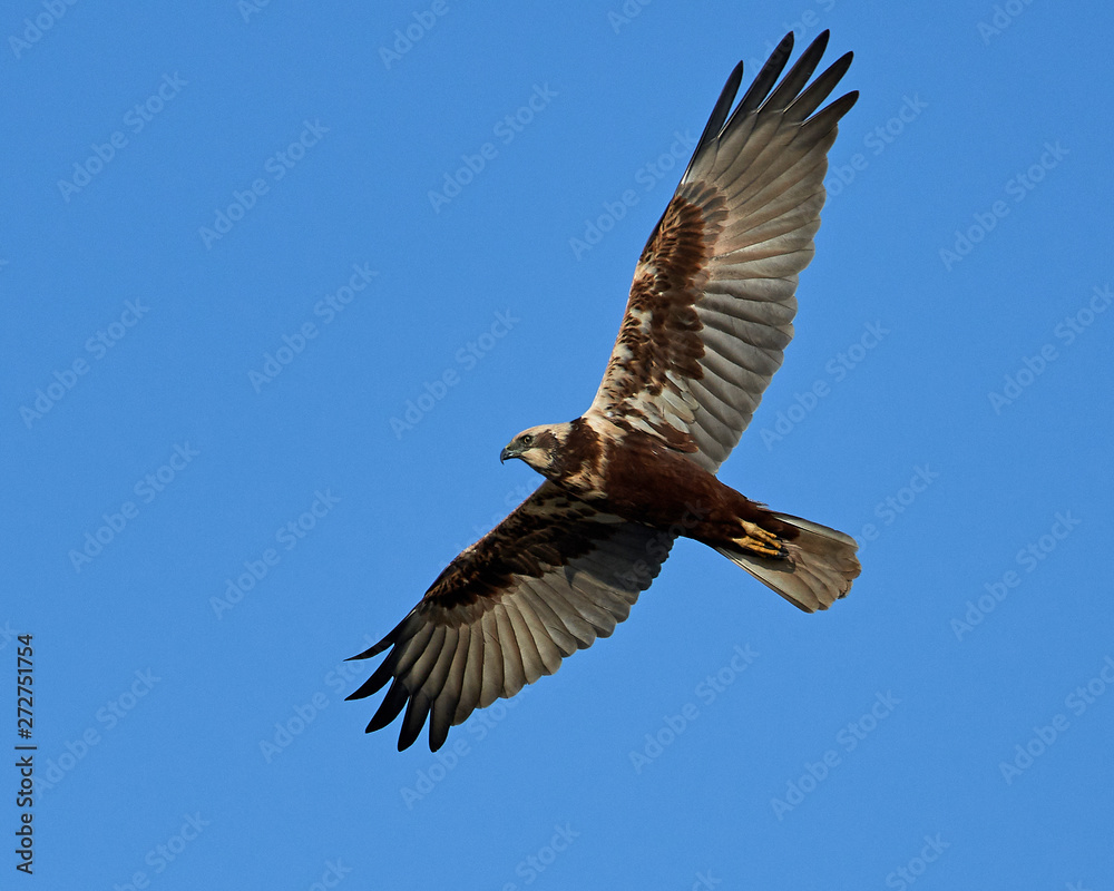 Western marsh harrier (Circus aeruginosus) Western marsh harrier (Circus aeruginosus)