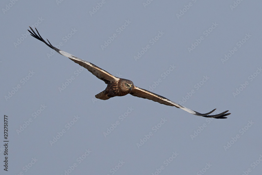 Western marsh harrier (Circus aeruginosus) Western marsh harrier (Circus aeruginosus)