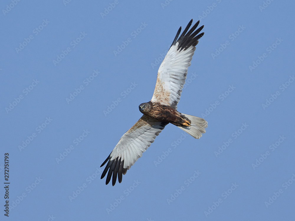 Fototapeta premium Western marsh harrier (Circus aeruginosus)