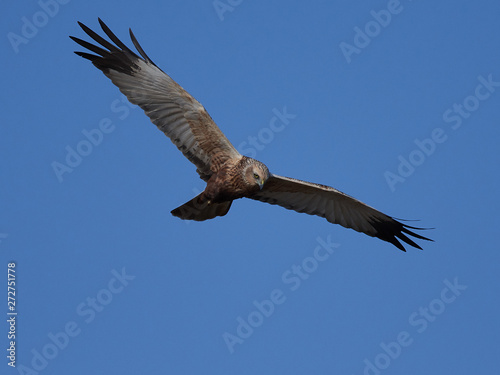 Western marsh harrier  Circus aeruginosus 