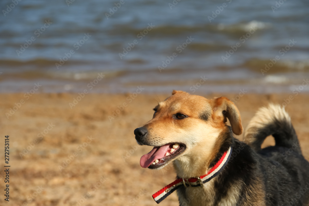 happy dogs playing in the sand on the beach pet friendly happy dogs playing in the sand on the beach pet friendly