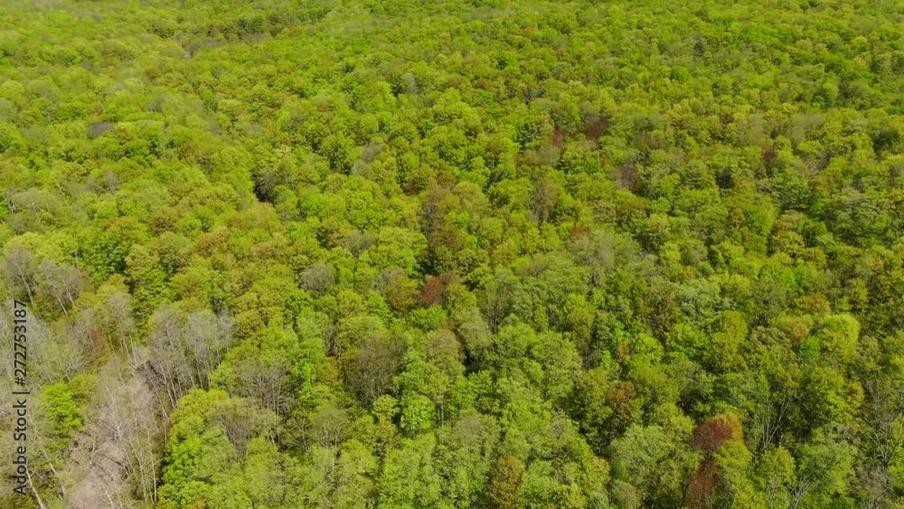 Beautiful Northern Michigan Nature Forest Trees on Fresh Water Walloon Lake Charlevoix Vacation Travel Spring and Fall Colors Trail Nature Hike at Boyne School Trail Cinematic Drone Video USA 4K Beautiful Northern Michigan Nature Forest Trees on Fresh Water Walloon Lake Charlevoix Vacation Travel Spring and Fall Colors Trail Nature Hike at Boyne School Trail Cinematic Drone Video USA 4K