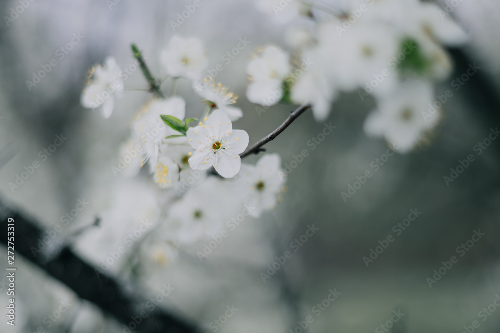 White lilacs flowers background outdors light nice White lilacs flowers background outdors light nice