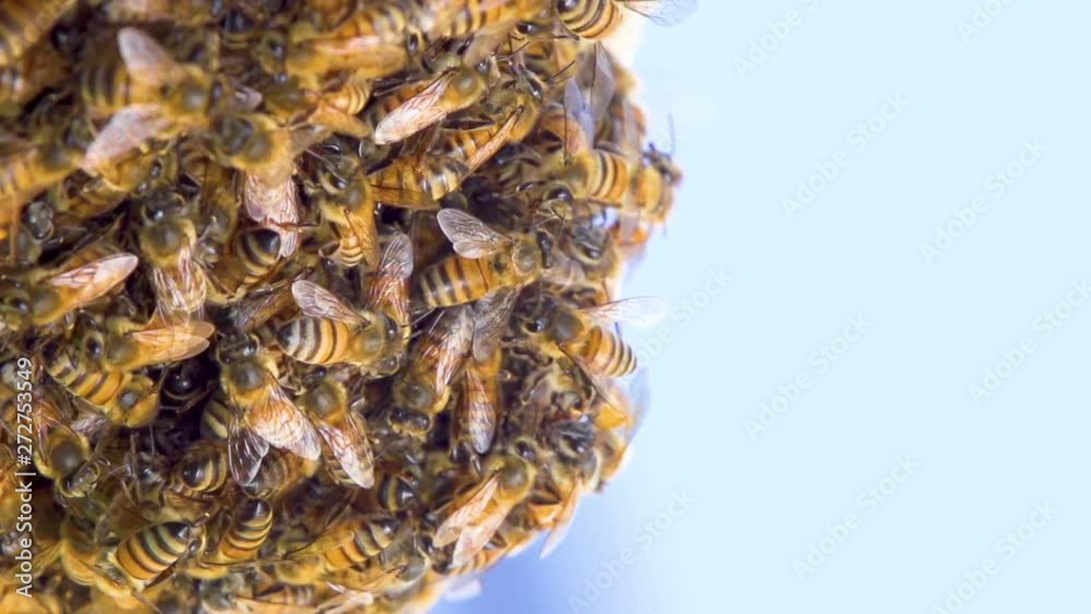 Macro shot of a forming bee's hive. Shot with a high-speed camera. Macro shot of a forming bee's hive. Shot with a high-speed camera.