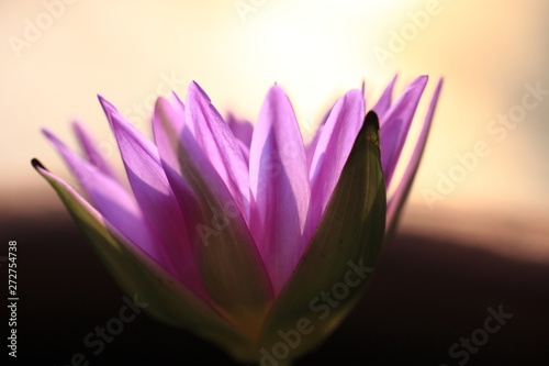 Waterlily is blooming in the morning. Purple flower is beautiful. Selective focus and blurred background.