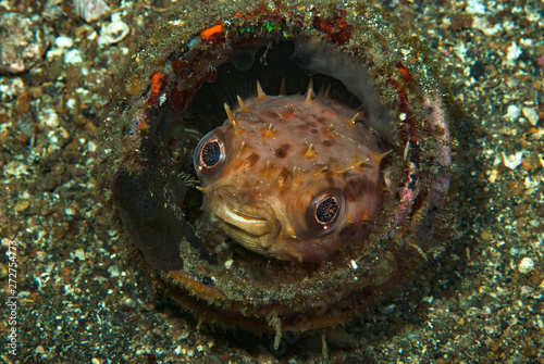 Orbicular Burrfish Ciclychthys orbicularis