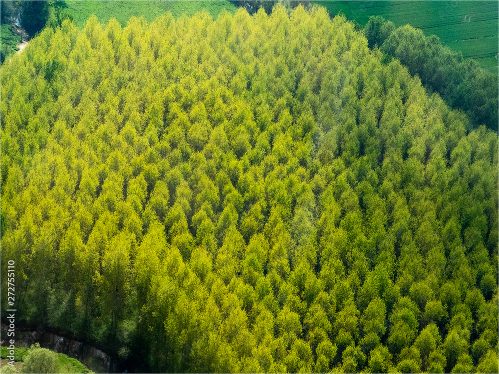Fototapeta premium vue aérienne d'une plantation d'arbres à Thierceville dans l'Eure en France