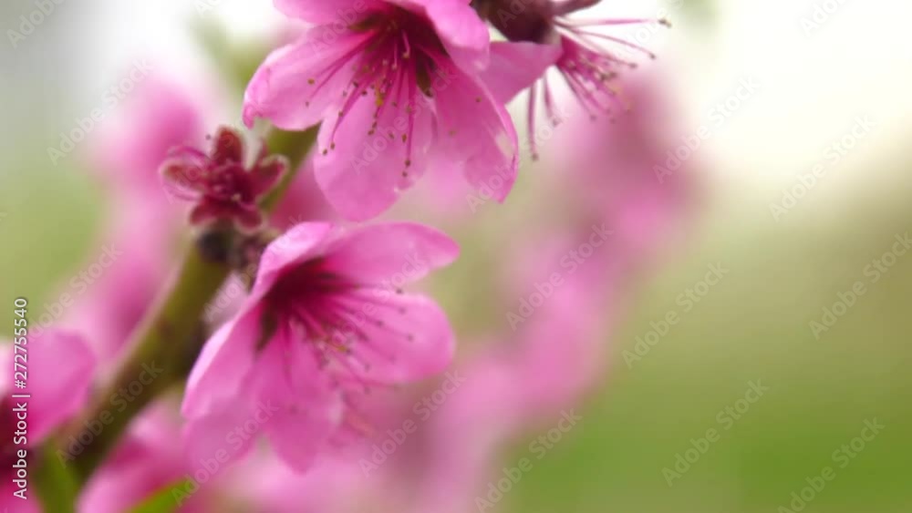 Orchard in spring blossom. Beautiful Peach Blossom on nature background. Peach tree in early spring Orchard in spring blossom. Beautiful Peach Blossom on nature background. Peach tree in early spring