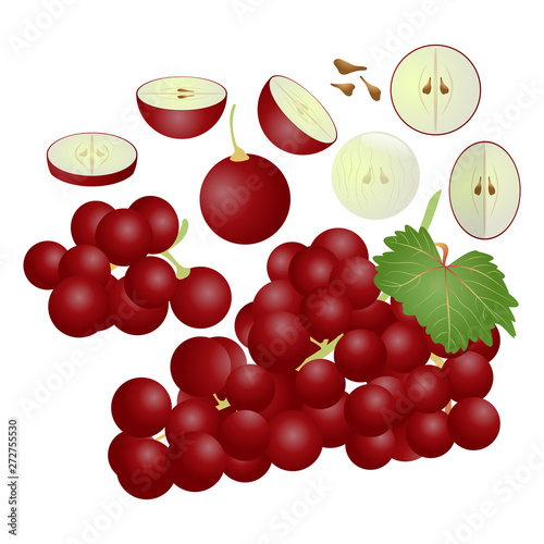 Fototapeta Naklejka Na Ścianę i Meble -  Red grape vector illustration set. Whole, sliced and halved Red grape graphics.