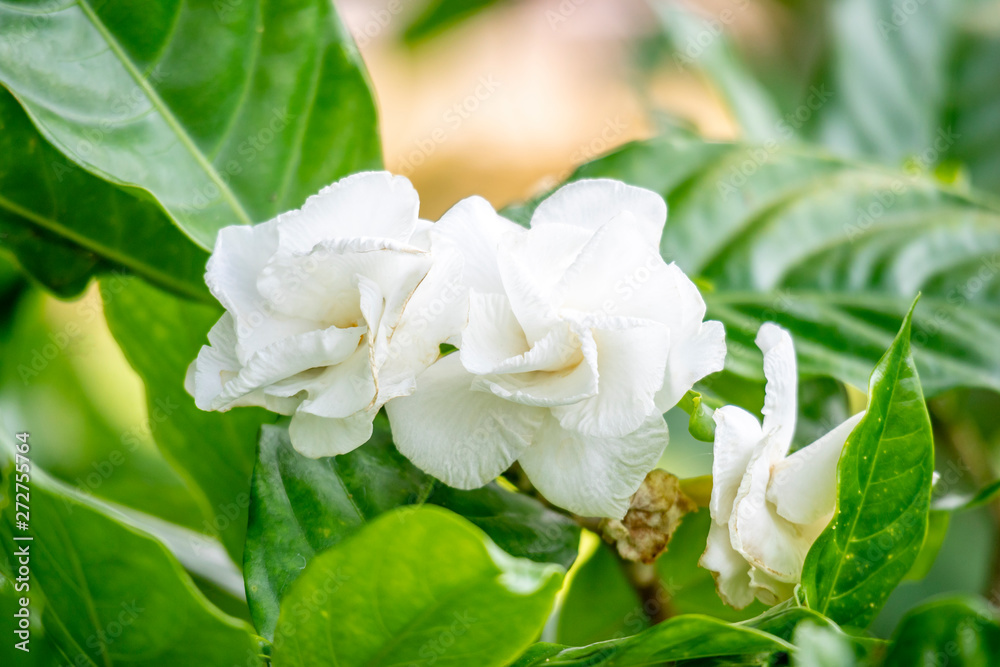 jasmine tea flower, arabian jasmine, jasminum sambac Stock Photo