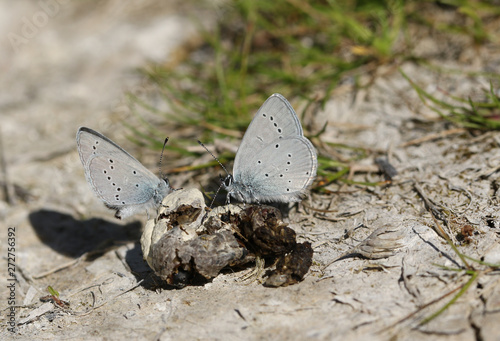 Two rare Small Blue Butterfly, Cupido minimus, feeding on animal faeces on the ground.