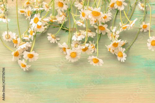 Many chamomile flowers on a teal background with a place for text, toned image