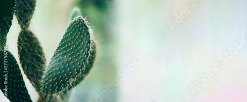 Tropical cactus background. Minimalism style. Creative concept. Trendy exotic fashionable plant. Travel concept