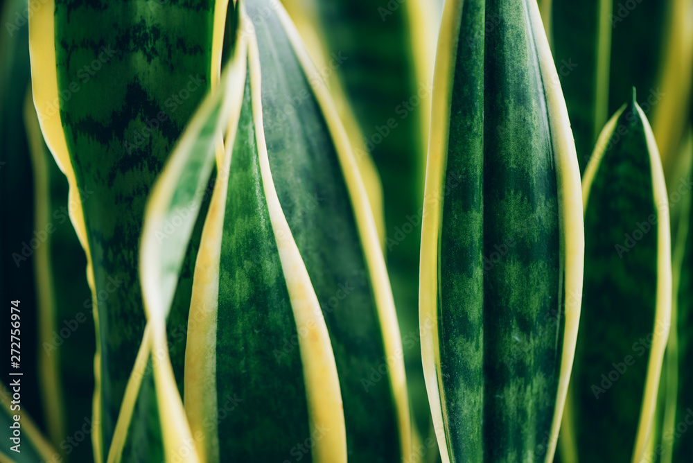 Obraz premium Green succulent plant. Macro of leaves of Sansevieria trifasciata, Snake Plant. Tropical background