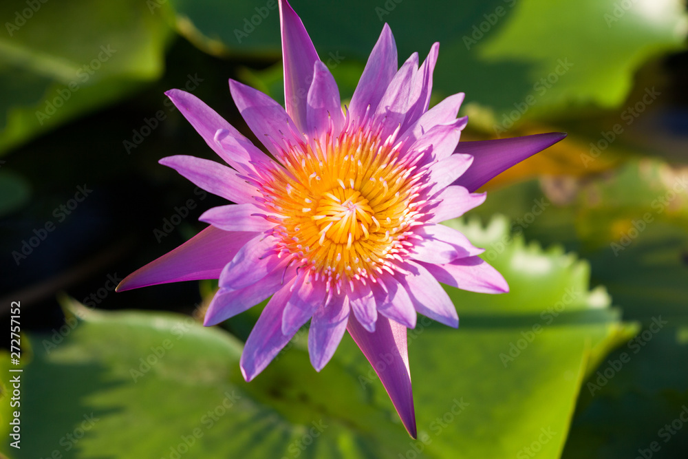 Lotus flower, Beautiful water lily. Lotus flower, Beautiful water lily.