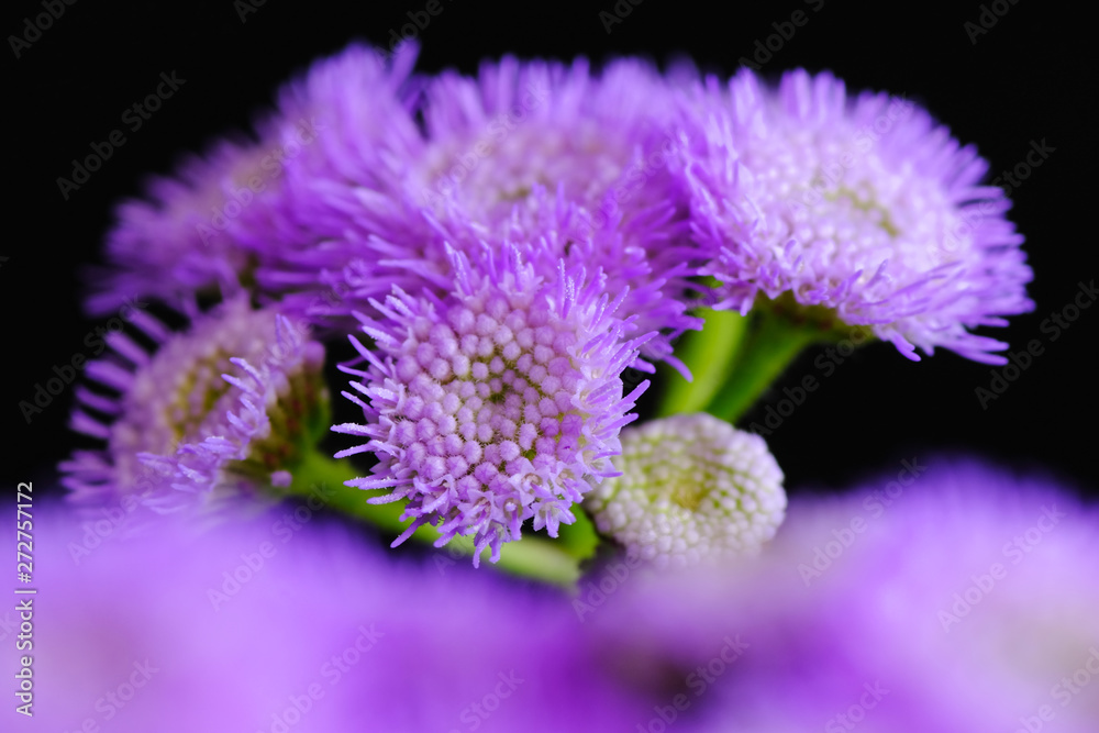 blue hawaii flower closeup blue hawaii flower closeup