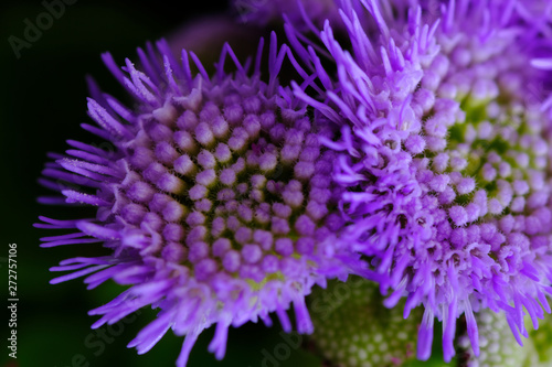 blue hawaii flower closeup