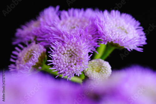 blue hawaii flower closeup