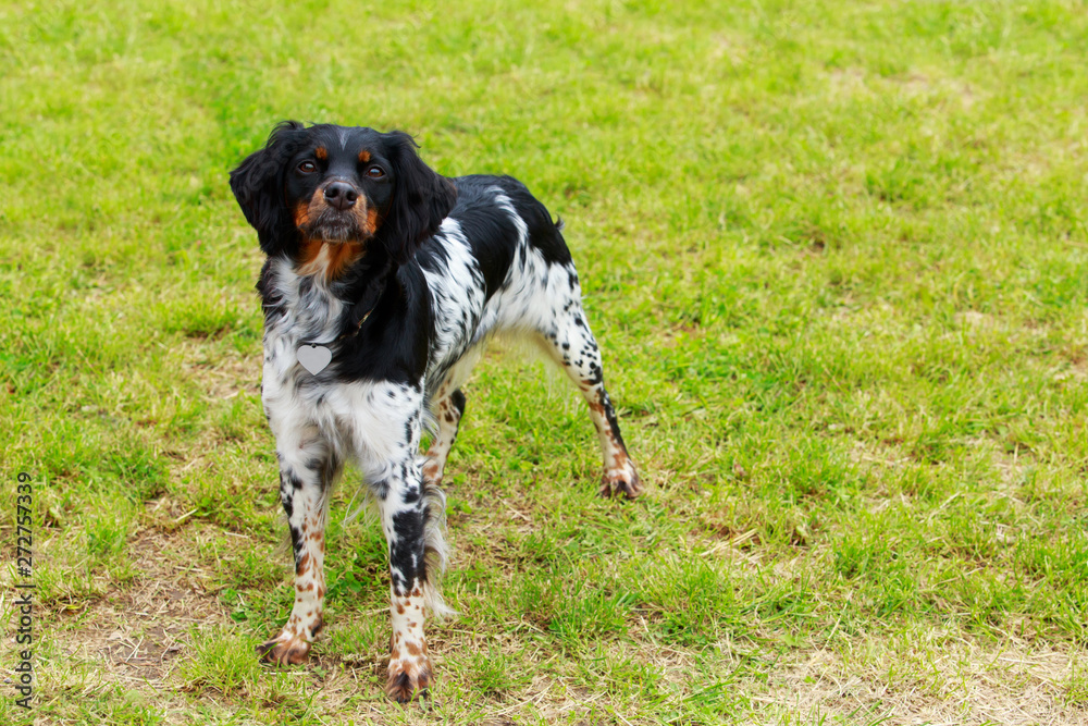 Dog breed Breton Epanol Dog breed Breton Epanol