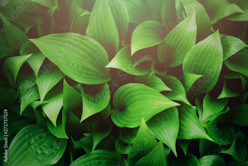 Nature concept. Top view. Green leaves texture. Tropical leaf background.