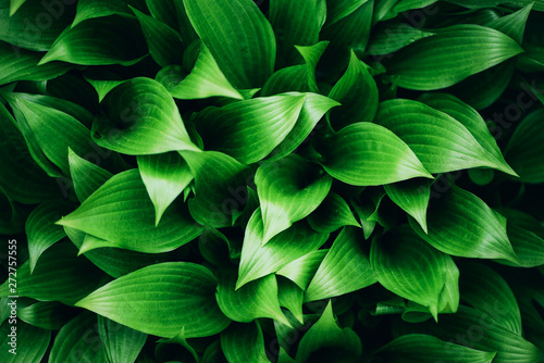 Fresh green foliage. Leaves background. Green dynamic backdrop for your design. Tropical leaf texture.