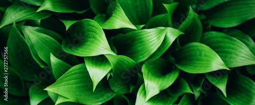 Green leaves texture. Tropical leaf background. Banner. Top view