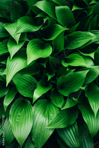 Green leaves texture. Tropical leaf background. Banner. Top view