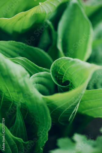 Nature concept. Top view. Green leaves texture. Tropical leaf background.