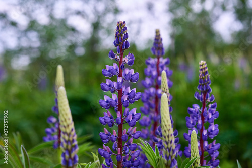 Wild violet lupine field