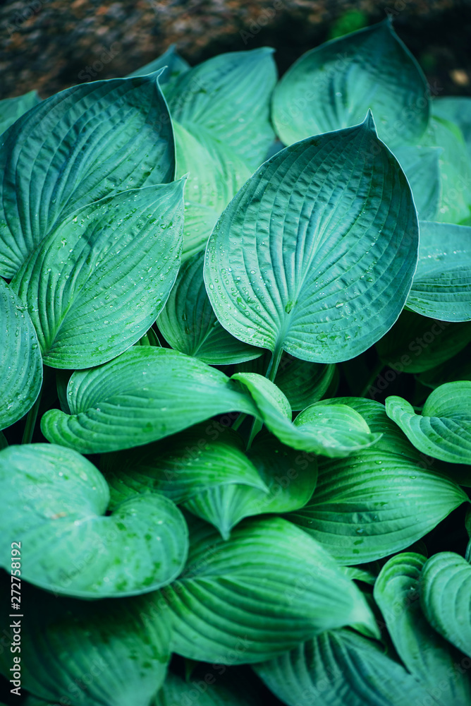 Obraz premium Nature concept. Top view. Green leaves texture. Tropical leaf background.