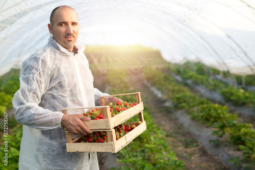 Canvas Print Strawberry grower working in strawberries greenhouse