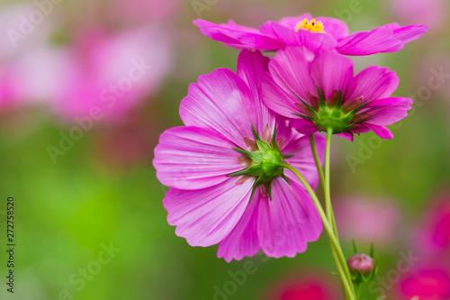 Close-up of pink cosmos flowers