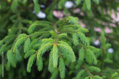 Green branch of pine tree